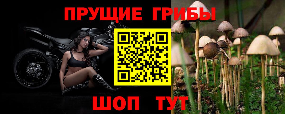 Псилоцибиновые грибы Cubensis Нарткала